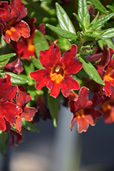 Mai Tai Red Monkeyflower (Mimulus 'Mai Tai Red') at Echter's Nursery & Garden Center