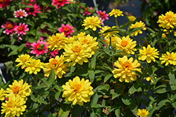Profusion Double Yellow Zinnia (Zinnia 'Profusion Double Yellow') at Echter's Nursery & Garden Center