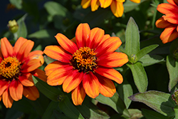 Profusion Red Yellow Bicolor Zinnia (Zinnia 'Profusion Red Yellow Bicolor') at Echter's Nursery & Garden Center