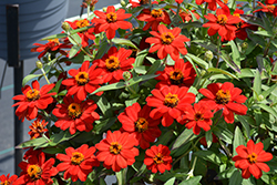 Profusion Red Zinnia (Zinnia 'Profusion Red') at Echter's Nursery & Garden Center