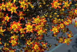 Beedance Painted Red Bidens (Bidens 'Beedance Painted Red') at Echter's Nursery & Garden Center