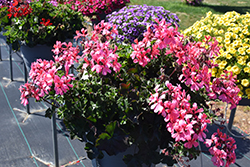 Caldera Salmon Geranium (Pelargonium 'Caldera Salmon') at Echter's Nursery & Garden Center