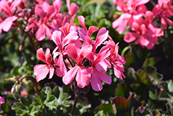 Caldera Salmon Geranium (Pelargonium 'Caldera Salmon') at Echter's Nursery & Garden Center