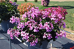 Caldera Pink Geranium (Pelargonium 'Caldera Pink') at Echter's Nursery & Garden Center