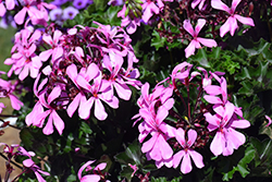 Caldera Pink Geranium (Pelargonium 'Caldera Pink') at Echter's Nursery & Garden Center