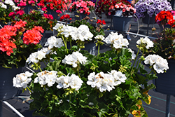 Mojo White Geranium (Pelargonium 'Mojo White') at Echter's Nursery & Garden Center