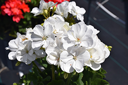 Mojo White Geranium (Pelargonium 'Mojo White') at Echter's Nursery & Garden Center