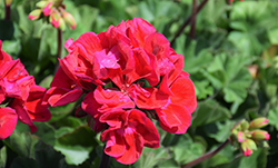 Mojo Cranberry Splash Geranium (Pelargonium 'Mojo Cranberry Splash') at Echter's Nursery & Garden Center