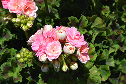 Rosalie Antique Salmon Geranium (Pelargonium 'Rosalie Antique Salmon') at Echter's Nursery & Garden Center