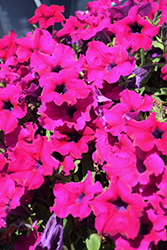 Sanguna Mega Purple Petunia (Petunia 'Sanguna Mega Purple') at Echter's Nursery & Garden Center