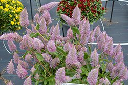 Matilda Mulla Mulla (Ptilotus exaltatus 'Matilda') at Echter's Nursery & Garden Center