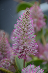 Matilda Mulla Mulla (Ptilotus exaltatus 'Matilda') at Echter's Nursery & Garden Center