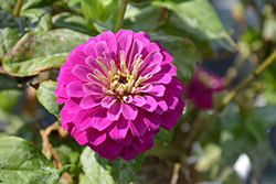 Zesty Purple Zinnia (Zinnia elegans 'Zesty Purple') at Echter's Nursery & Garden Center