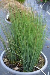 Blue Dart Rush (Juncus tenuis 'Blue Dart') at Echter's Nursery & Garden Center