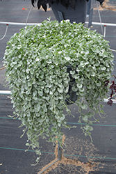 Silver Falls Dichondra (Dichondra argentea 'Silver Falls') at Echter's Nursery & Garden Center