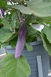 Asian Delight Eggplant (Solanum melongena 'Asian Delight') at Echter's Nursery & Garden Center