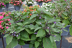 Patio Baby Eggplant (Solanum melongena 'Patio Baby') at Echter's Nursery & Garden Center