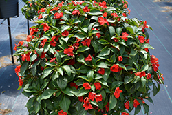 Beacon Bright Red Impatiens (Impatiens walleriana 'PAS1413665') at Echter's Nursery & Garden Center