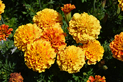 Strawberry Blonde Marigold (Tagetes patula 'Strawberry Blonde') at Echter's Nursery & Garden Center