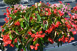 Dragon Wing Red Begonia (Begonia 'Dragon Wing Red') at Echter's Nursery & Garden Center
