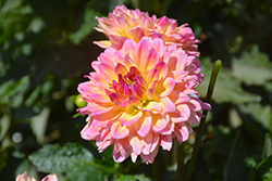 Dahlinova Hypnotica Rose Bicolor Dahlia (Dahlia 'Hypnotica Rose Bicolor') at Echter's Nursery & Garden Center