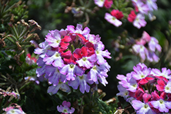 Lascar Purple+White Verbena (Verbena 'KLEVP21048') at Echter's Nursery & Garden Center