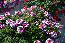 Lascar Purple+White Verbena (Verbena 'KLEVP21048') at Echter's Nursery & Garden Center