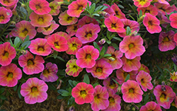 Chameleon Tart Deco Calibrachoa (Calibrachoa 'Chameleon Tart Deco') at Echter's Nursery & Garden Center