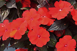 SunPatiens Compact Deep Red Impatiens (Impatiens 'SAKIMP060') at Echter's Nursery & Garden Center