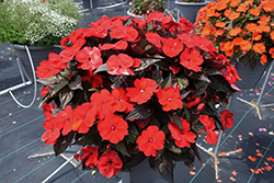 SunPatiens Compact Deep Red Impatiens (Impatiens 'SAKIMP060') at Echter's Nursery & Garden Center