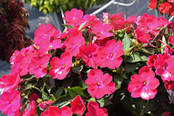 SunPatiens Compact Rose Glow New Guinea Impatiens (Impatiens 'SAKIMP061') at Echter's Nursery & Garden Center