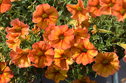 SuperCal Premium Sunset Orange Petchoa (Petchoa 'SAKPXC032') at Echter's Nursery & Garden Center
