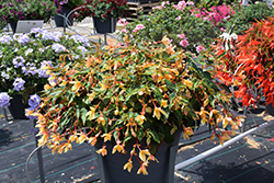 Beauvilia Yellow Begonia (Begonia boliviensis 'Beauvillia Yellow') at Echter's Nursery & Garden Center