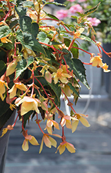 Beauvilia Yellow Begonia (Begonia boliviensis 'Beauvillia Yellow') at Echter's Nursery & Garden Center