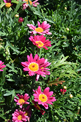 Lollies Berry Gummy Marguerite Daisy (Argyranthemum frutescens 'Lollies Berry Gummy') at Echter's Nursery & Garden Center