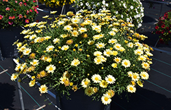 Lollies Buttermint Marguerite Daisy (Argyranthemum frutescens 'Lollies Buttermint') at Echter's Nursery & Garden Center