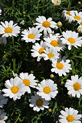 Lollies White Chocolate Marguerite Daisy (Argyranthemum frutescens 'Lollies White Chocolate') at Echter's Nursery & Garden Center