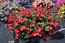 Mega Pazzaz Dark Pink Portulaca (Portulaca oleracea 'Mega Pazzaz Dark Pink') at Echter's Nursery & Garden Center