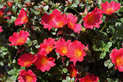 Mega Pazzaz Dark Pink Portulaca (Portulaca oleracea 'Mega Pazzaz Dark Pink') at Echter's Nursery & Garden Center