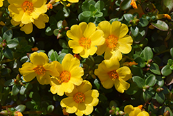 Mega Pazzaz Gold Portulaca (Portulaca oleracea 'Mega Pazzaz Gold') at Echter's Nursery & Garden Center