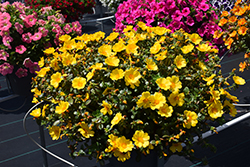 Mega Pazzaz Gold Portulaca (Portulaca oleracea 'Mega Pazzaz Gold') at Echter's Nursery & Garden Center