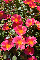 Mega Pazzaz Pink Twist Portulaca (Portulaca oleracea 'Mega Pazzaz Pink Twist') at Echter's Nursery & Garden Center