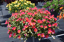 Mega Pazzaz Pink Twist Portulaca (Portulaca oleracea 'Mega Pazzaz Pink Twist') at Echter's Nursery & Garden Center