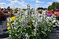 Sallyfun Pure White Salvia (Salvia farinacea 'Sallyfun Pure White') at Echter's Nursery & Garden Center