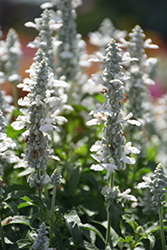 Sallyfun Pure White Salvia (Salvia farinacea 'Sallyfun Pure White') at Echter's Nursery & Garden Center