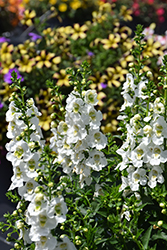Archangel White Angelonia (Angelonia angustifolia 'Balarcwite') at Echter's Nursery & Garden Center