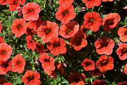 Cabaret Orange Calibrachoa (Calibrachoa 'Balcaborim') at Echter's Nursery & Garden Center