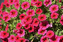 Cabaret Hot Rose Calibrachoa (Calibrachoa 'Balcabotro') at Echter's Nursery & Garden Center