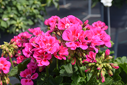 Fantasia Purple Sizzle Geranium (Pelargonium 'Fantasia Purple Sizzle') at Echter's Nursery & Garden Center