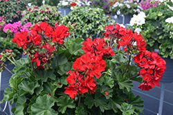 Fantasia Dark Red Geranium (Pelargonium 'Fantasia Dark Red') at Echter's Nursery & Garden Center